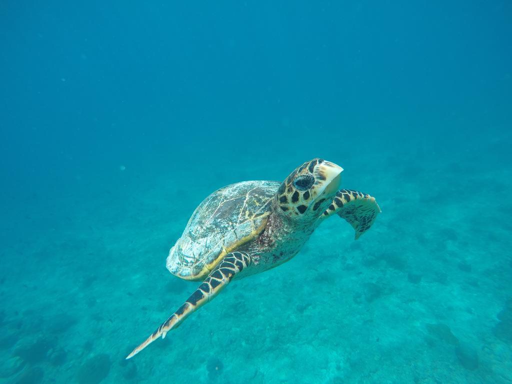 Maldives Seashine Hotel Huraa Eksteriør billede