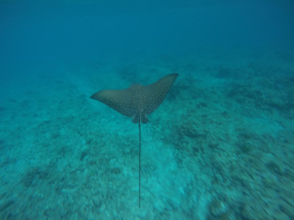 Maldives Seashine Hotel Huraa Eksteriør billede